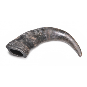 Cuerno de bufalo M 15cm aprox