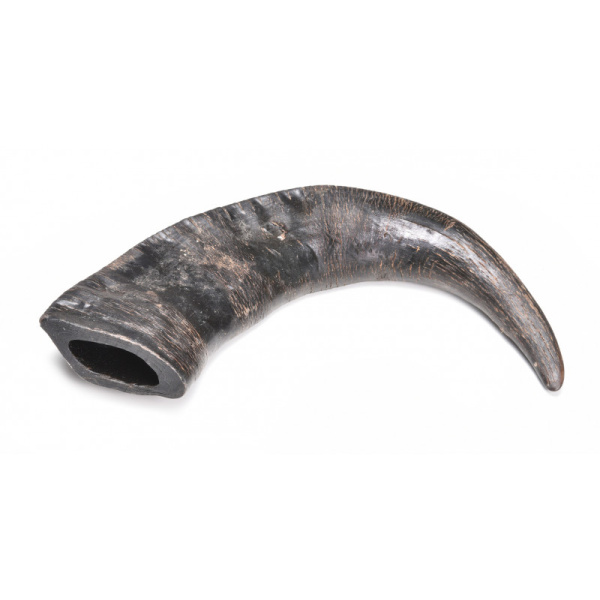 Cuerno de bufalo M 15cm aprox